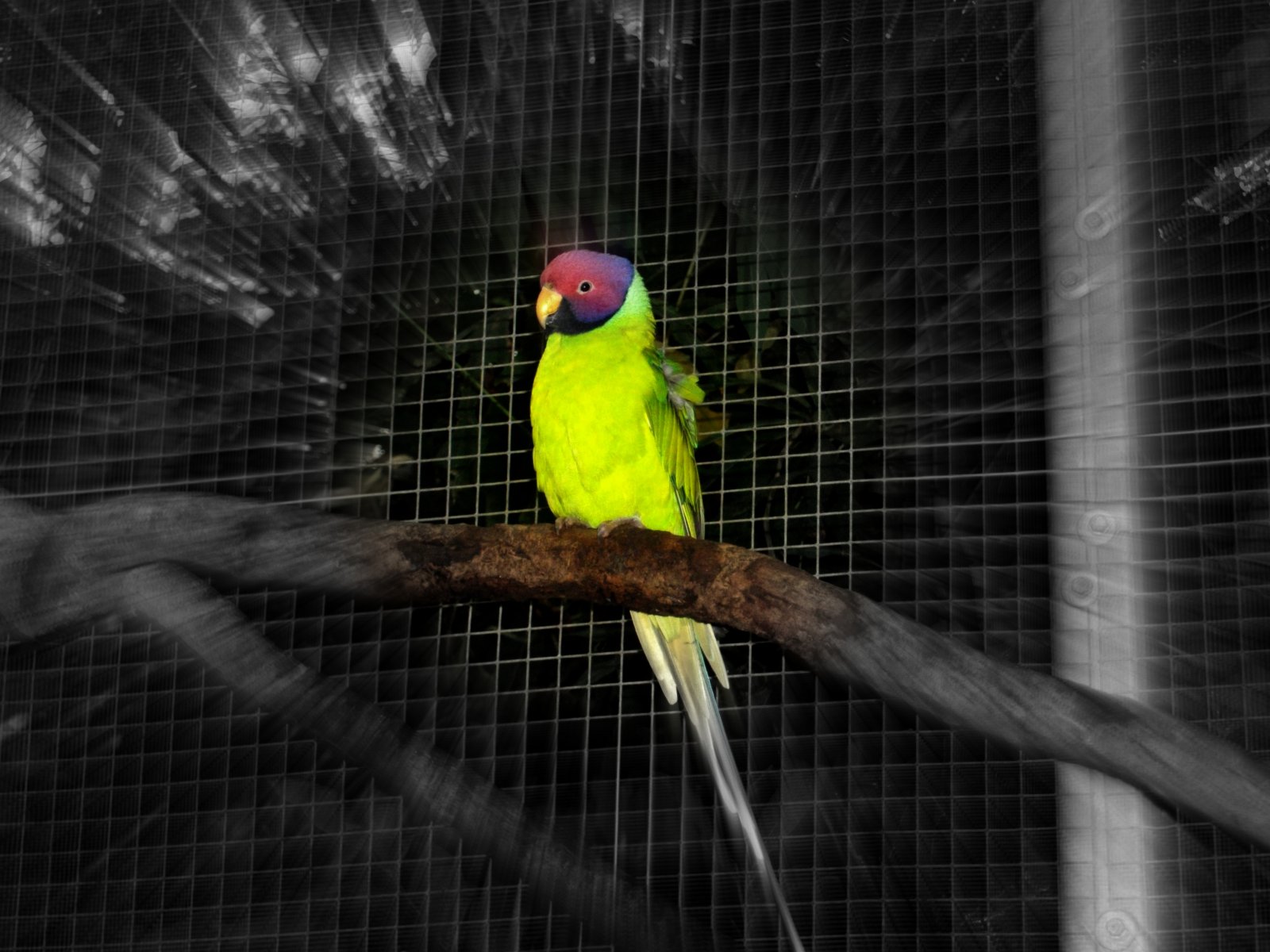 Wallpapers Animals Birds - Parrots petit perroquet ou grande perruche?