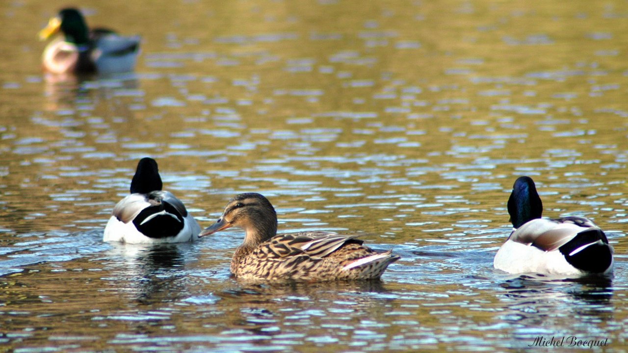 Fonds d'cran Animaux Oiseaux - Canards Canard canard