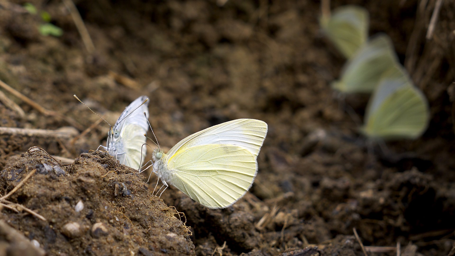 Wallpapers Animals Insects - Butterflies Runion et d'aspiration .