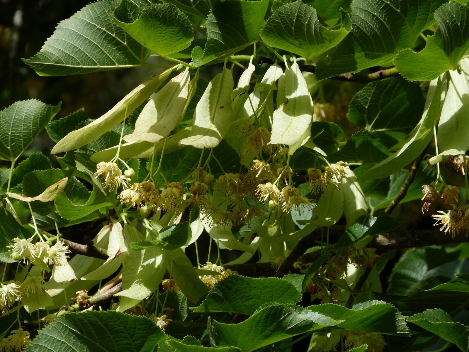 Fonds d'cran Nature Feuilles - Feuillages Fleurs de tilleul 