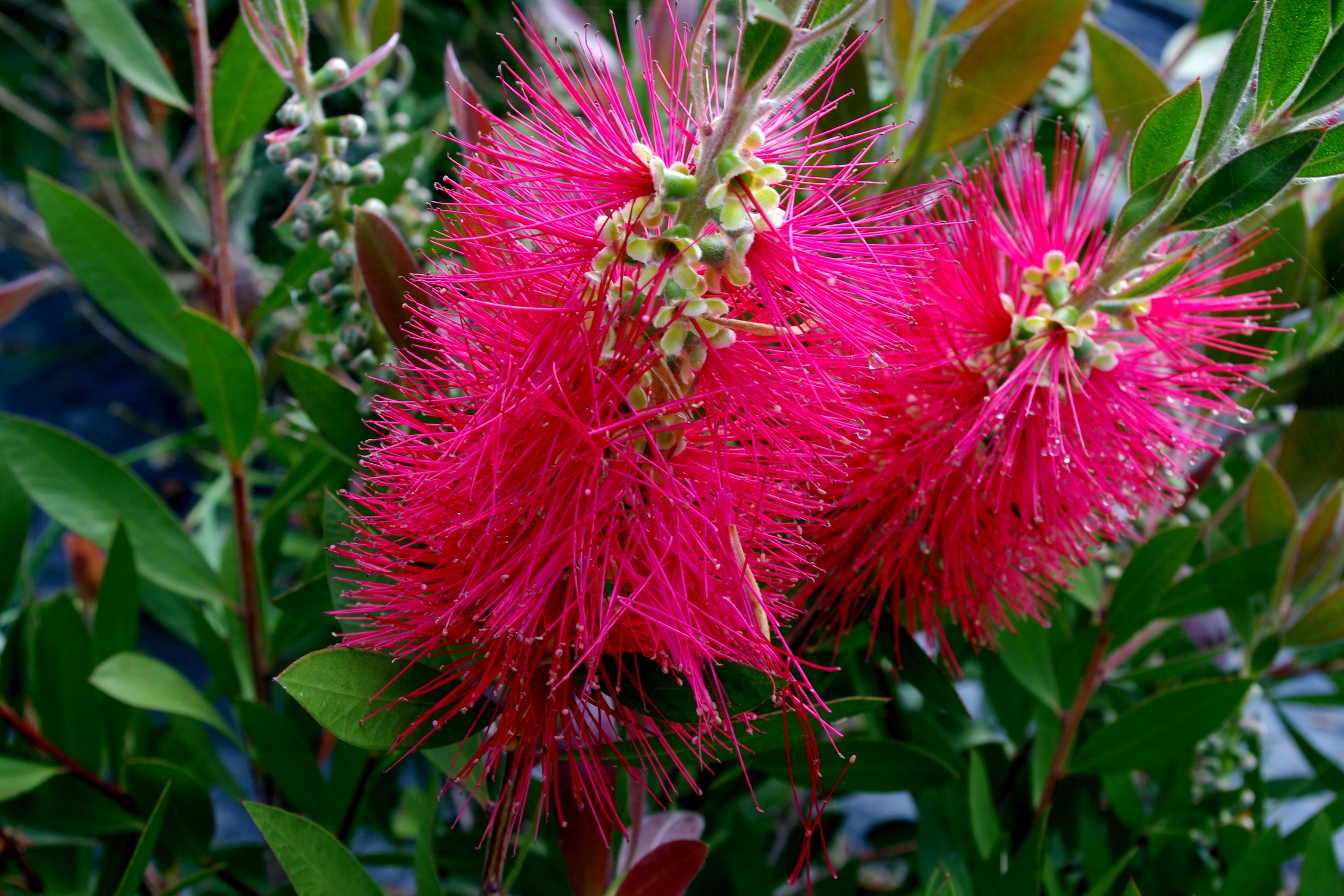 Fonds d'cran Nature Fleurs 