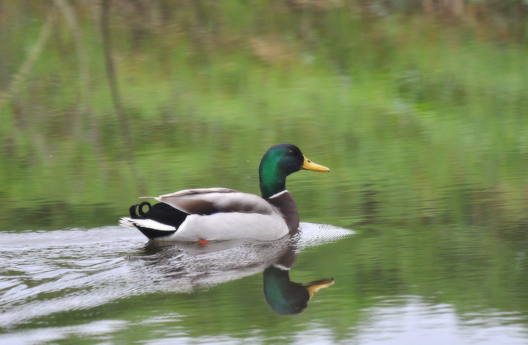 Fonds d'cran Animaux Oiseaux - Canards Colvert sur l'tang ...