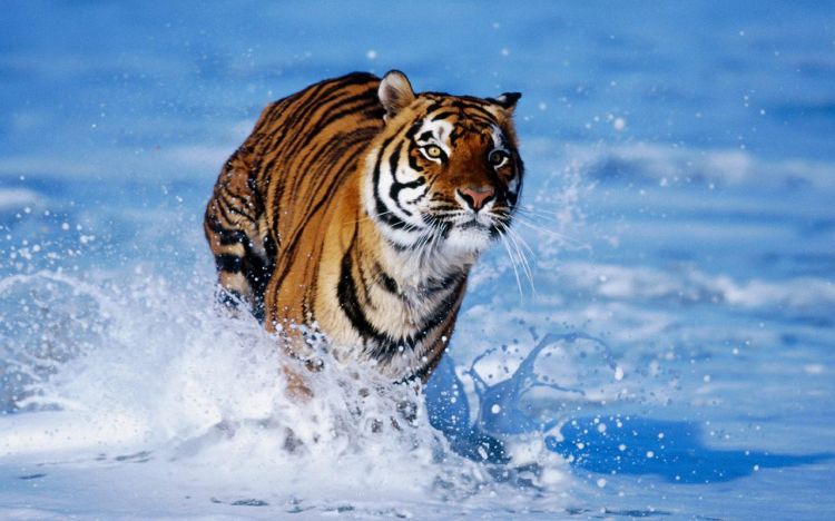 Fonds d'cran Animaux Flins - Tigres Wallpaper N306587