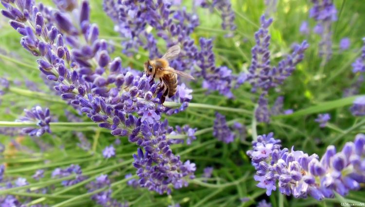 Fonds d'cran Animaux Insectes - Abeilles Gupes ... Butinage de lavande