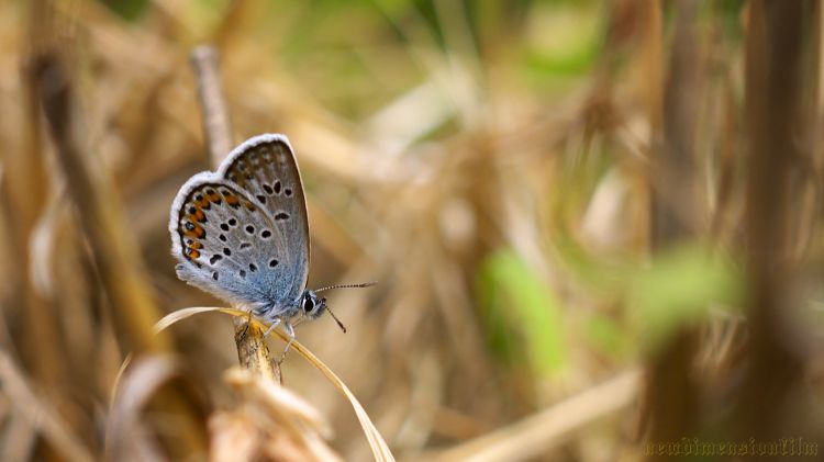 Wallpapers Animals Insects - Butterflies La vie sous vos pieds.