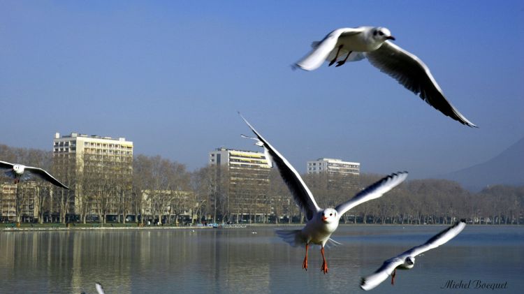 Fonds d'cran Animaux Oiseaux - Mouettes et Golands Mouettes sur le las d'Annecy