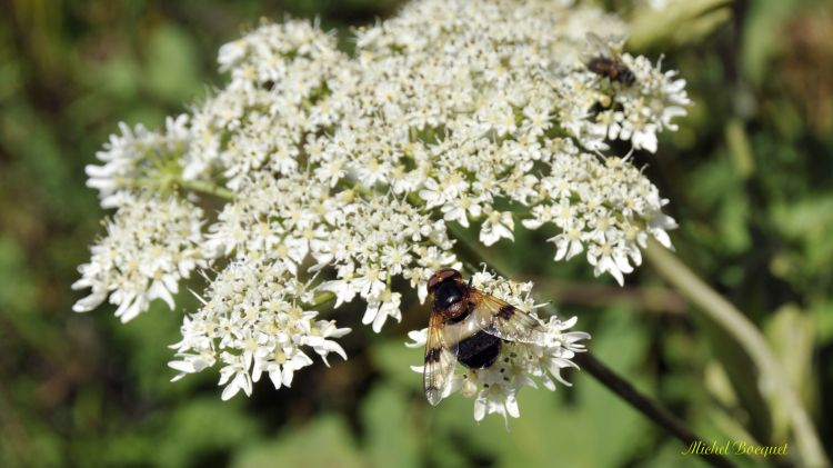 Fonds d'cran Animaux Insectes - Abeilles Gupes ... Une abeille sur les fleurs