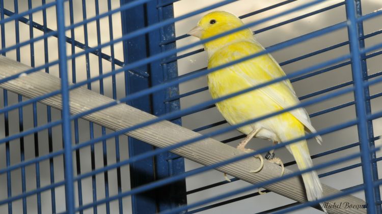 Fonds d'cran Animaux Oiseaux - Canaris Un canari en cage