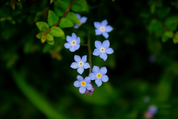 Wallpapers Digital Art Nature - Flowers mauvaise herbe mais belles fleurs