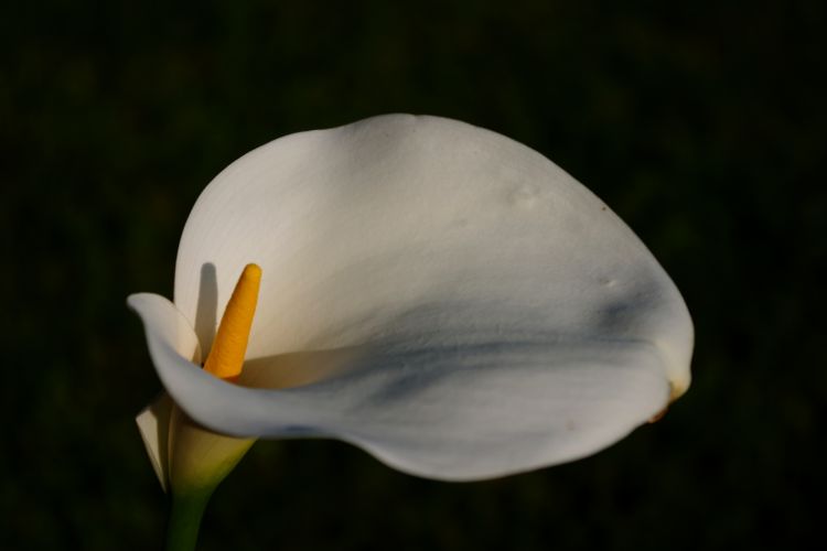 Wallpapers Nature Flowers Arum