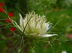  Nature fleurs d't