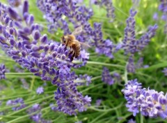  Animaux Butinage de lavande