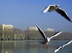  Animaux Mouettes sur le las d'Annecy