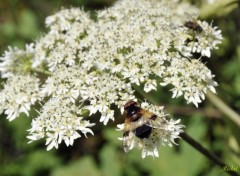  Animaux Une abeille sur les fleurs