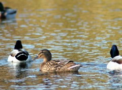  Animaux Canard canard