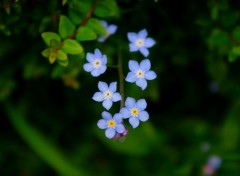  Art - Numrique mauvaise herbe mais belles fleurs