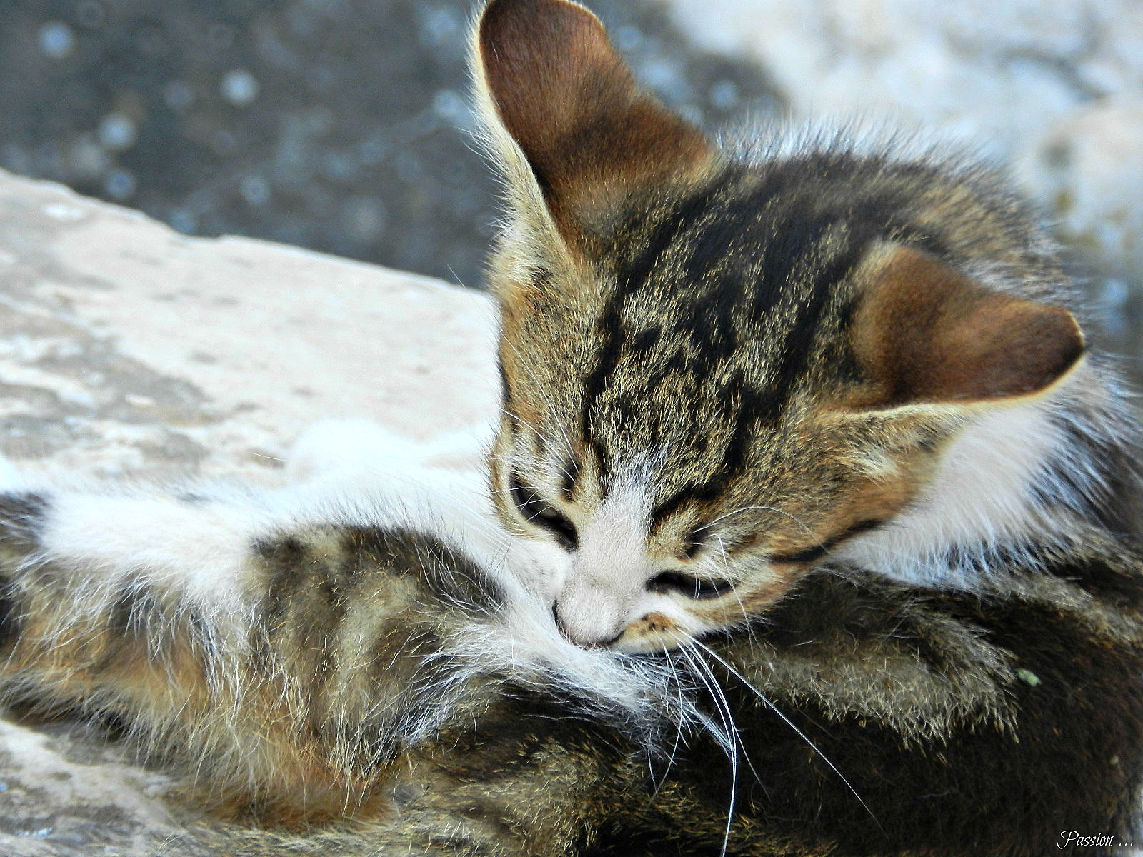 Wallpapers Animals Cats - Kittens Chaton rencontr en Turquie 