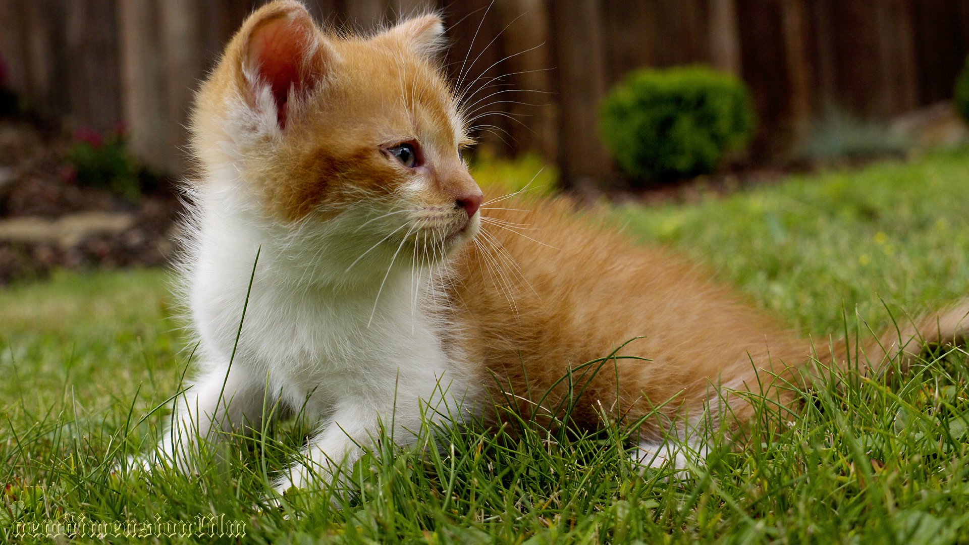 Fonds d'cran Animaux Chats - Chatons ludique chaton 1.