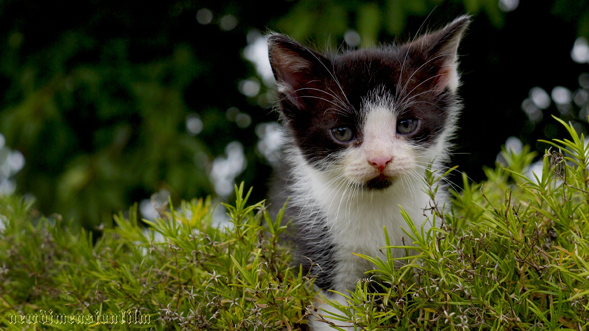 Fonds d'cran Animaux Chats - Chatons ludique chaton 4.