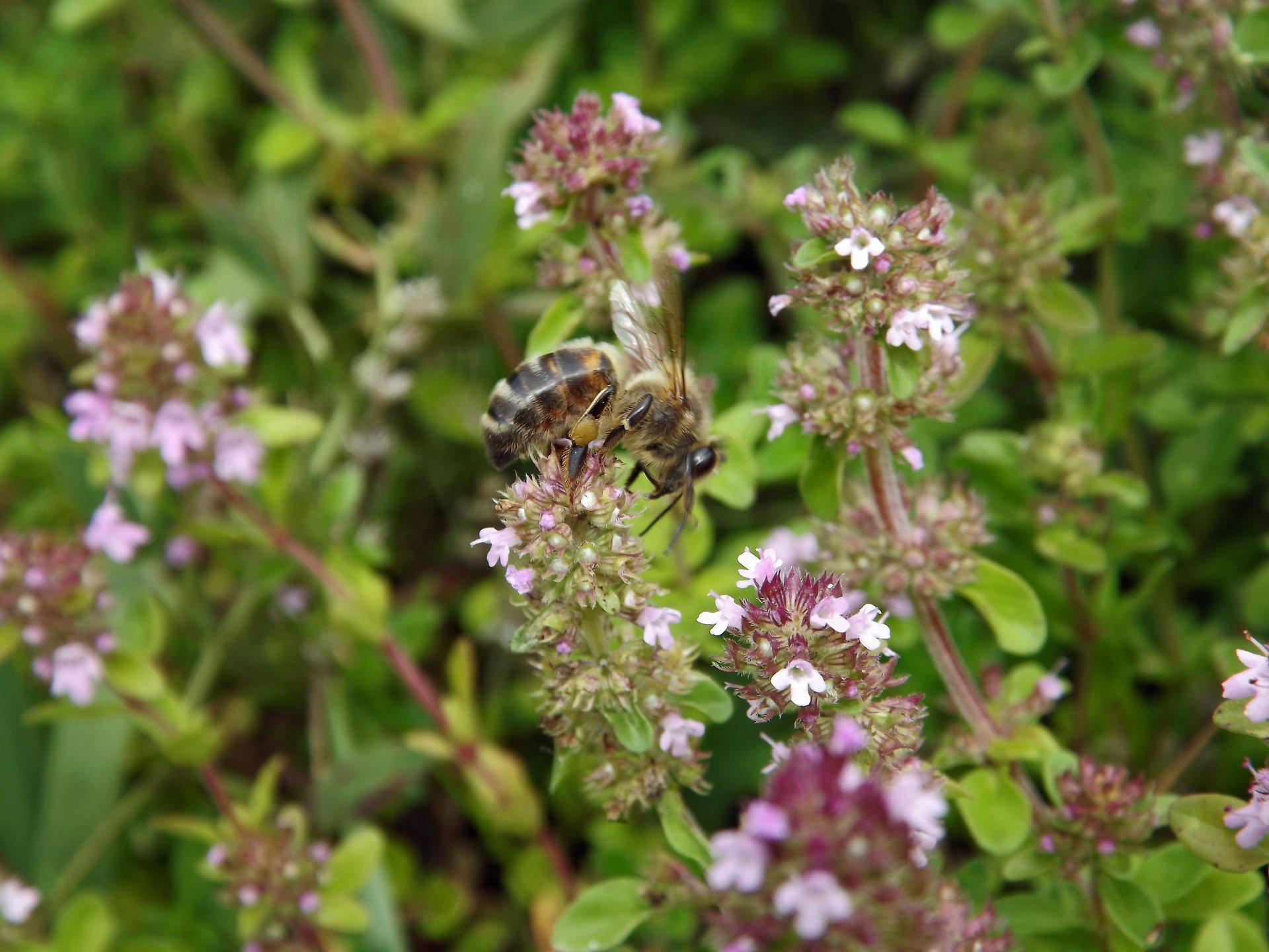 Fonds d'cran Animaux Insectes - Abeilles Gupes ... les ouvrires au travail