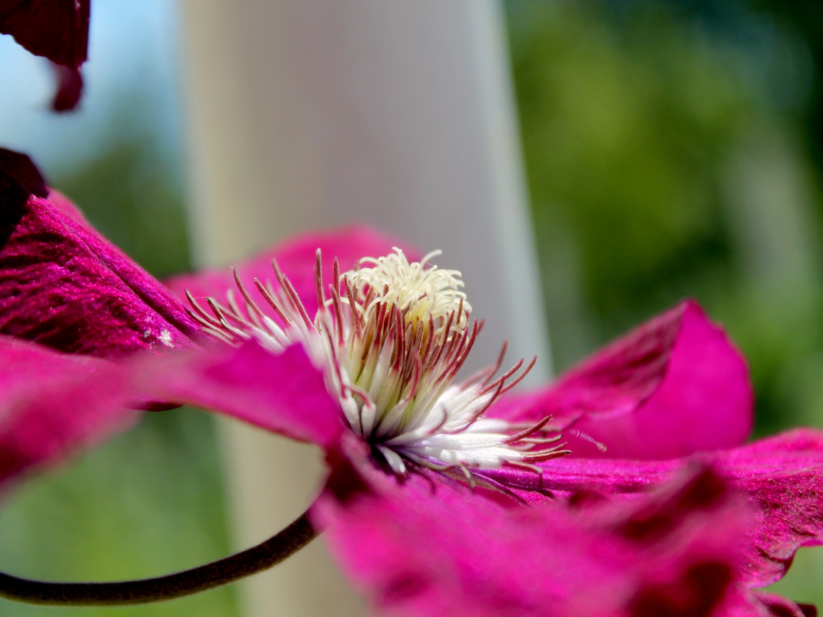 Fonds d'cran Nature Fleurs 