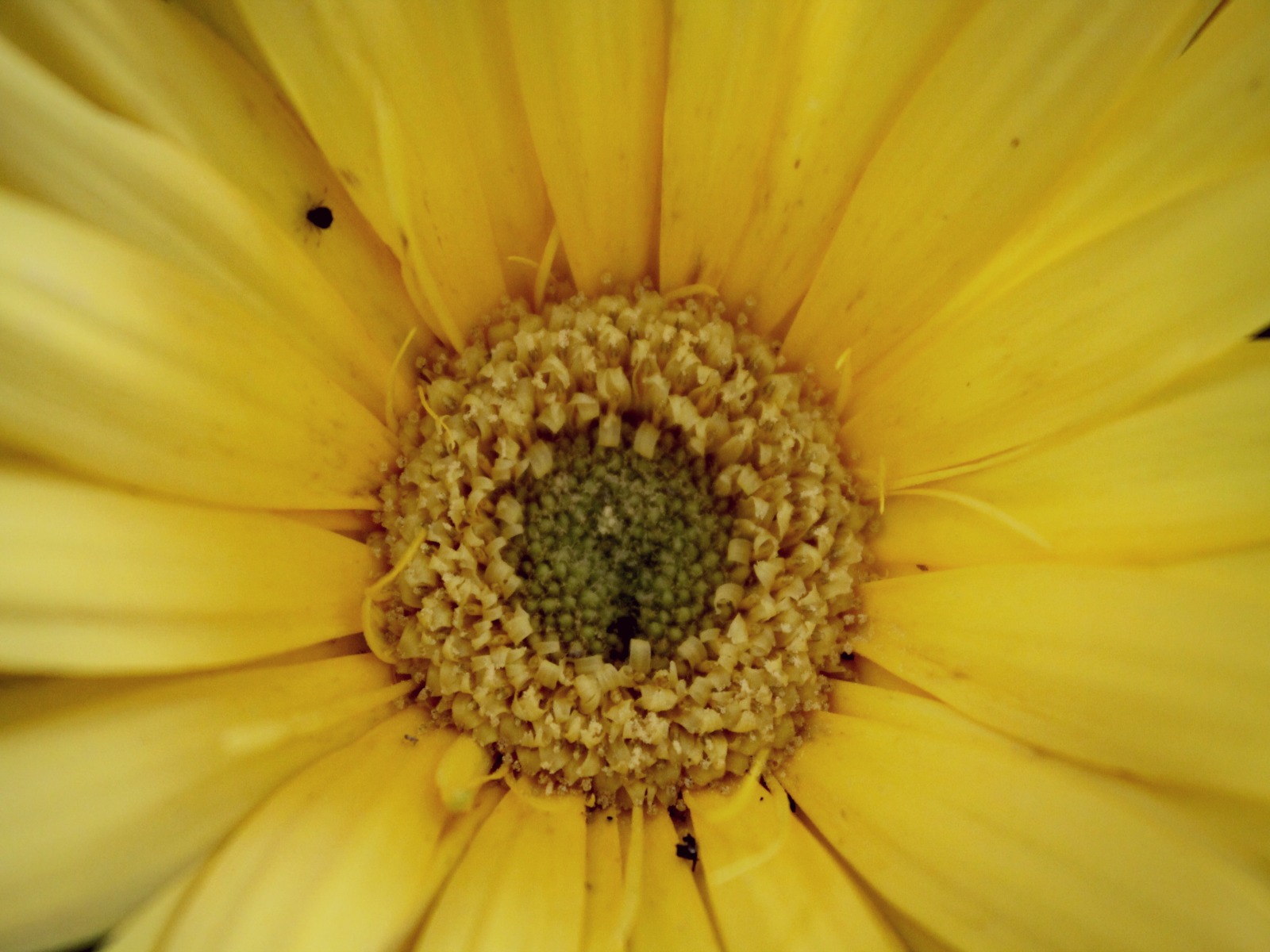 Fonds d'cran Nature Fleurs Petit puceron dans ma fleur :D