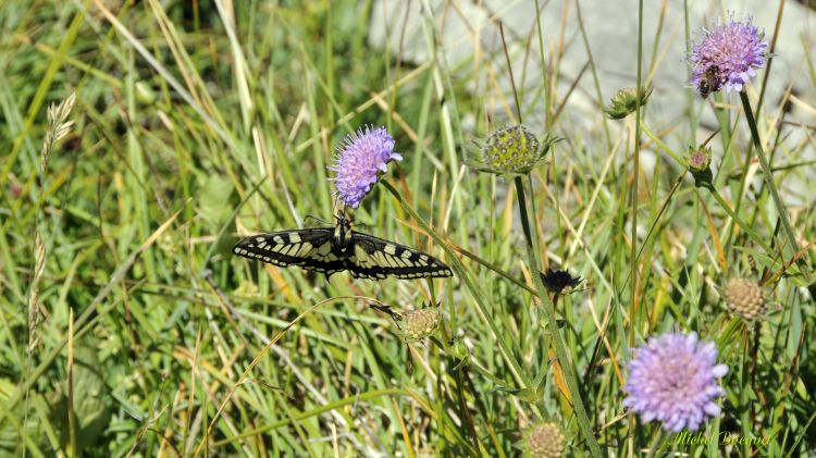 Fonds d'cran Animaux Insectes - Papillons Papillon sur une fleur bleue