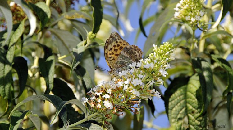 Fonds d'cran Animaux Insectes - Papillons Un papillon sur une fleur blanche