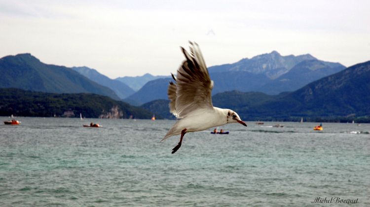 Fonds d'cran Animaux Oiseaux - Mouettes et Golands Une mouette sur le lac d'Annecy