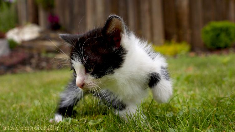 Fonds d'cran Animaux Chats - Chatons ludique chaton 2.