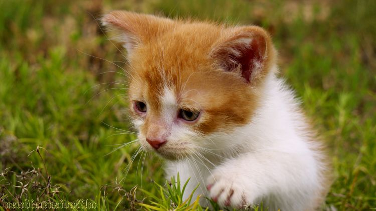 Wallpapers Animals Cats - Kittens ludique chaton 3.