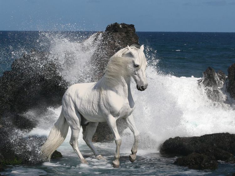 Fonds d'cran Animaux Chevaux Cheval dans les vagues.