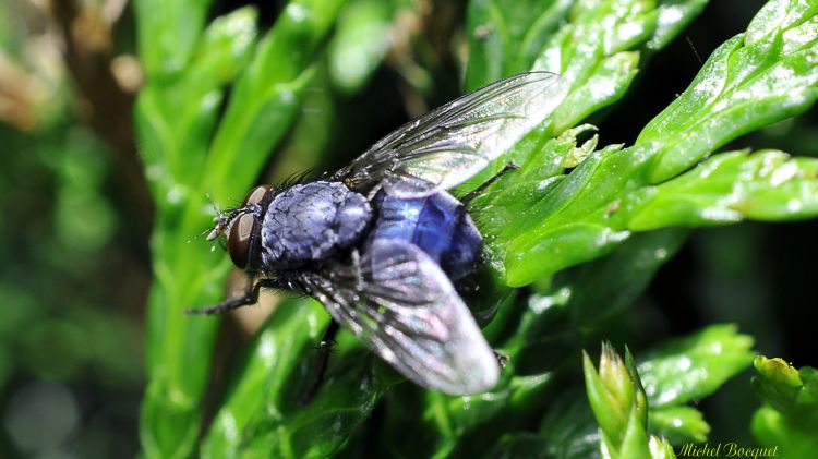 Fonds d'cran Animaux Insectes - Mouches Une trs grosse mouche