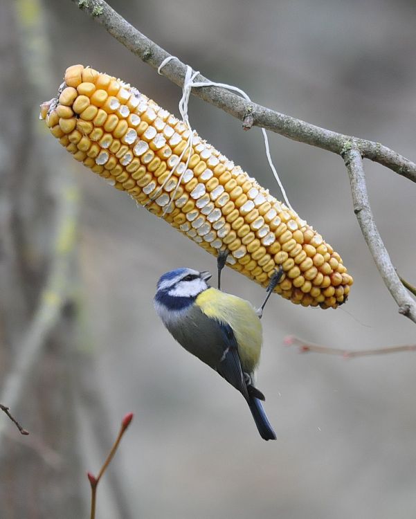 Wallpapers Animals Birds - Chickadees Pop - Corn Party 