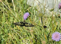  Animaux Papillon sur une fleur bleue