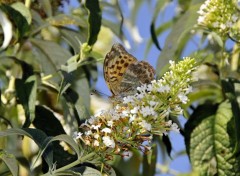  Animaux Un papillon sur une fleur blanche