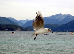  Animaux Une mouette sur le lac d'Annecy