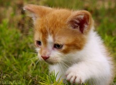  Animals ludique chaton 3.