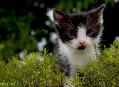  Animaux ludique chaton 4.