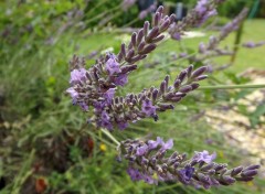  Nature la lavande en fleurs