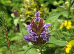  Nature fleurs sauvages