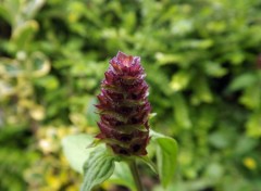  Nature fleurs sauvages