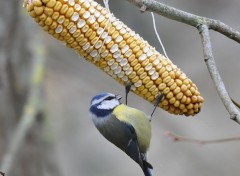  Animals Pop - Corn Party 