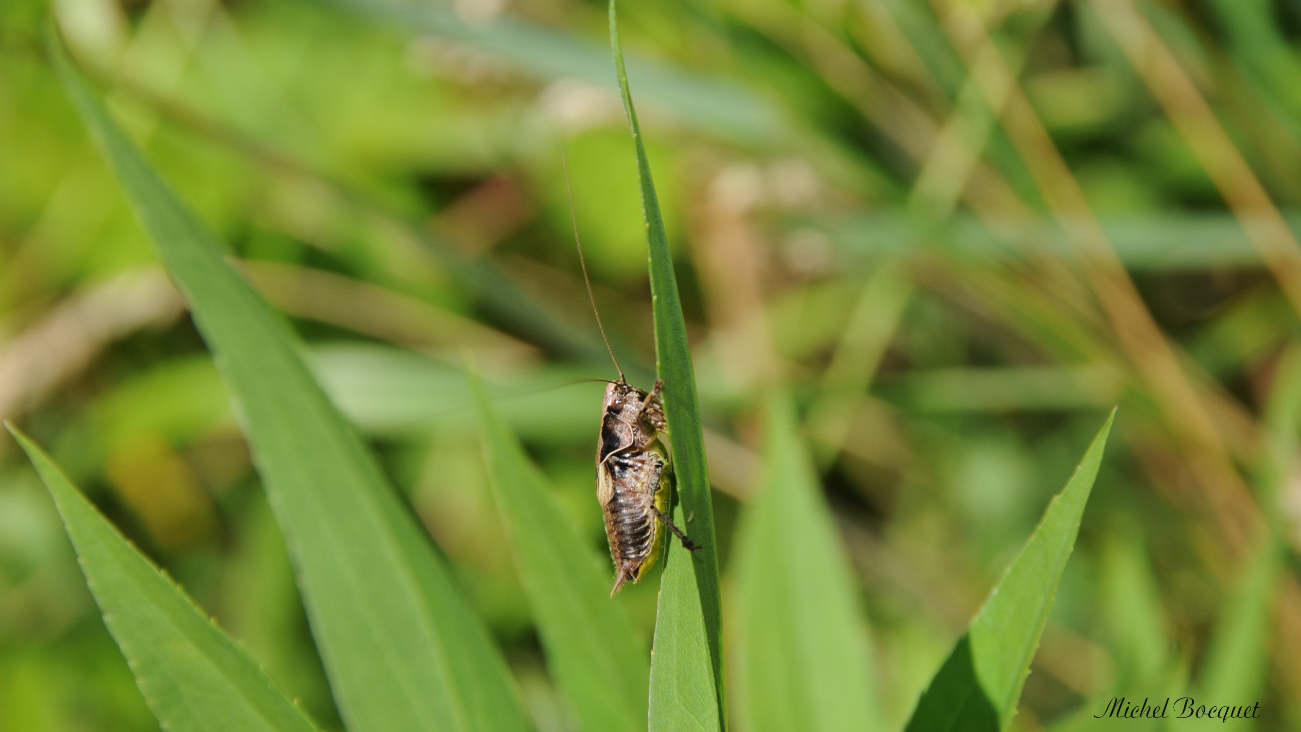 Fonds d'cran Animaux Insectes - Divers Drle de bte !