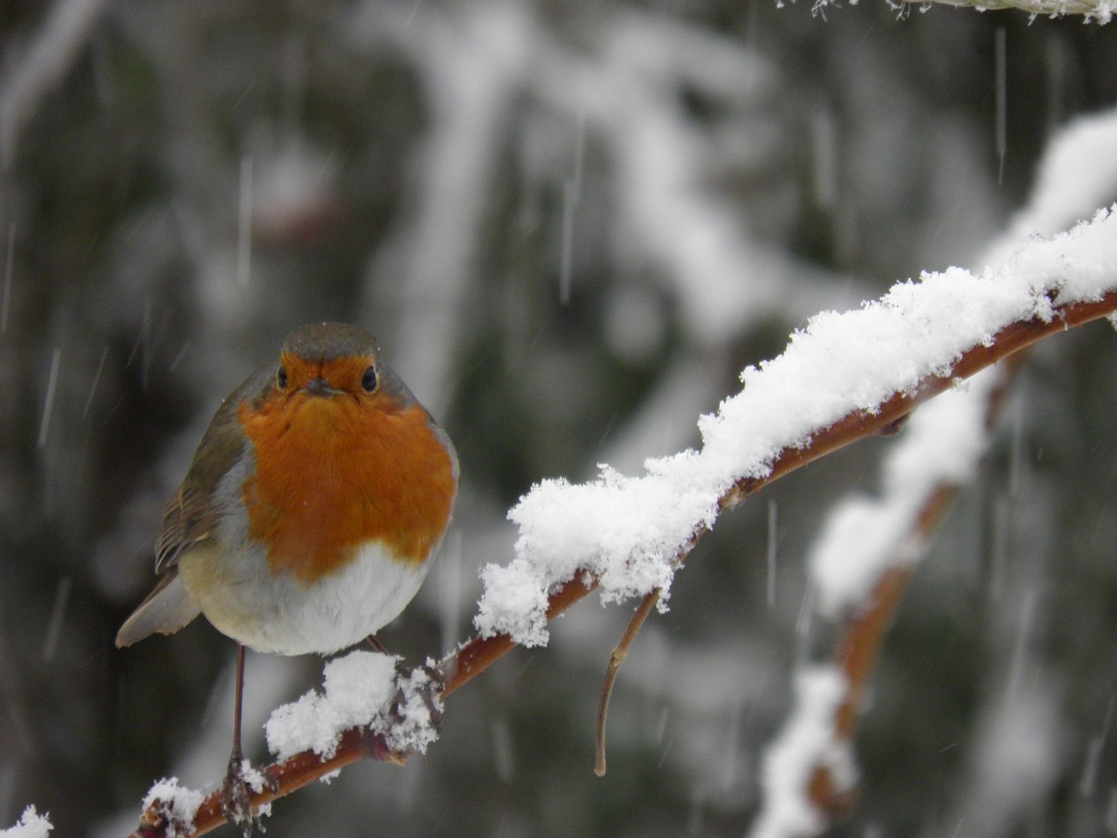 Fonds d'cran Animaux Oiseaux - Rougegorges Rouge Gorge,Dcembre 2010.1600x1200