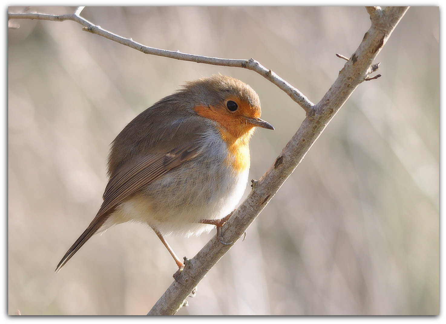 Fonds d'cran Animaux Oiseaux - Rougegorges Rouge - gorge 