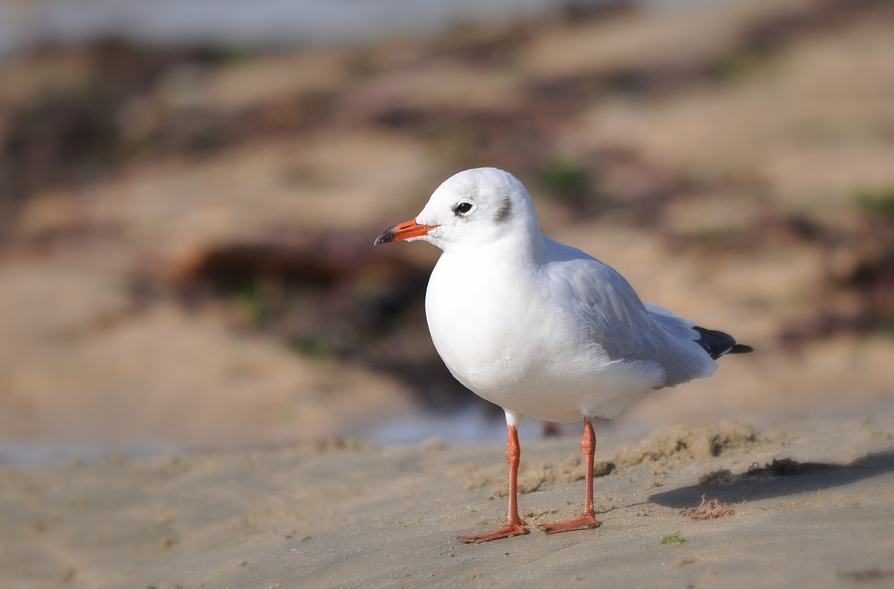 Wallpapers Animals Birds - Gulls mouette