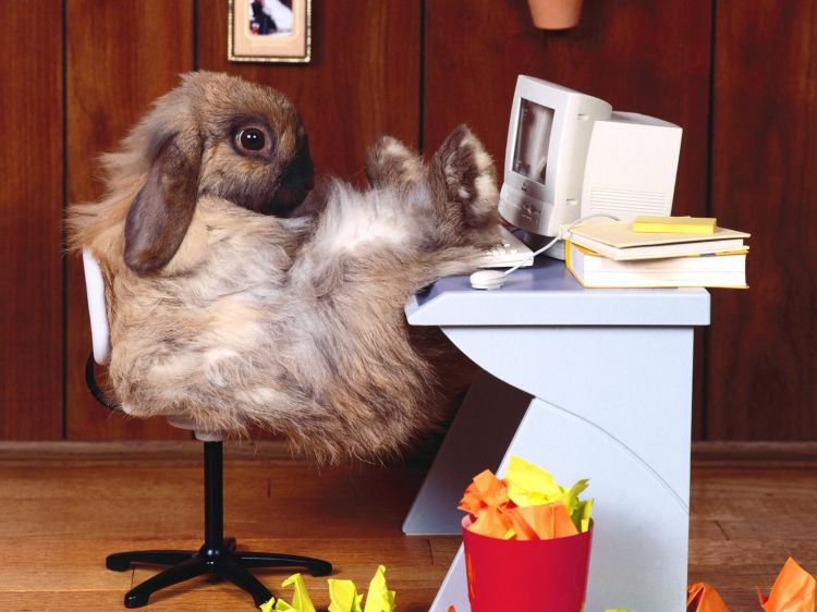 Wallpapers Humor Animals Les lapins sont des geeks comme les autres.