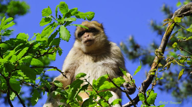 Fonds d'cran Animaux Singes Un singe pas farouche.