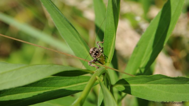 Fonds d'cran Animaux Insectes - Divers Drle de bte !